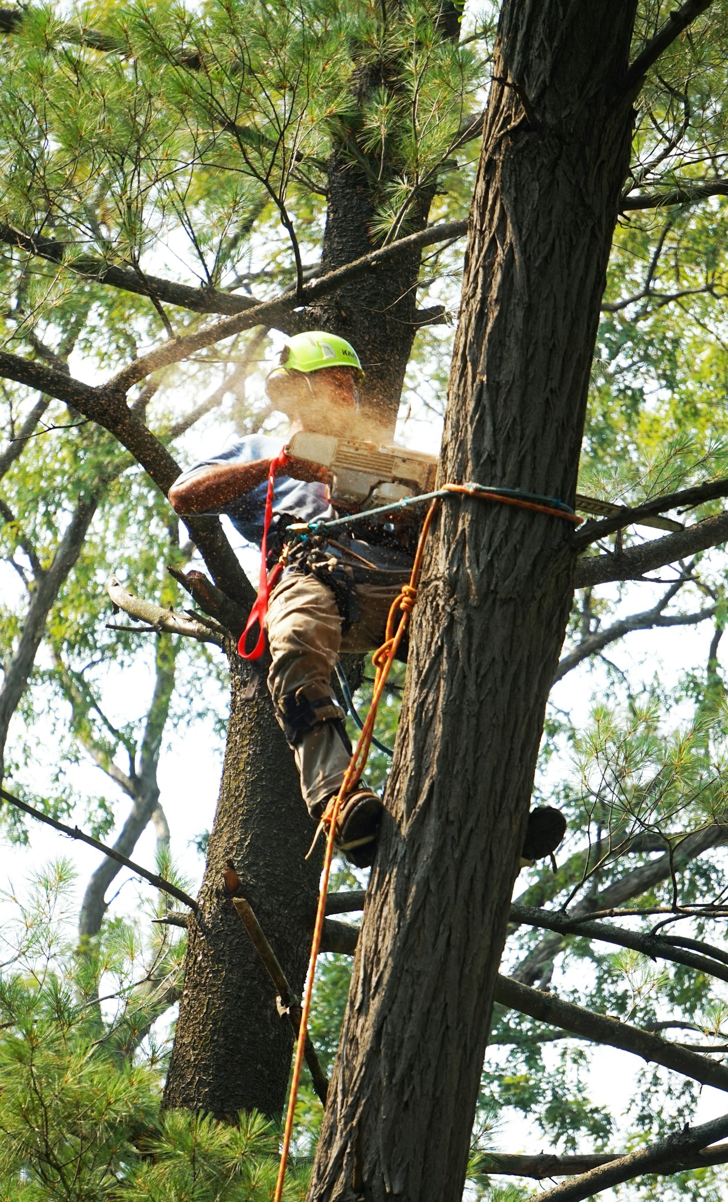 Why Tree Pruning is Essential for Health